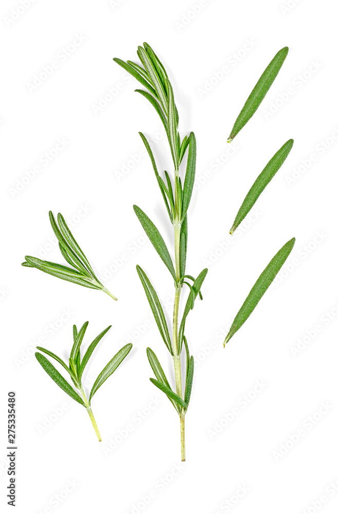 Rosemary twig and leaves on a white background. Top view. Rosemary twig and leaves on a white background. Top view.