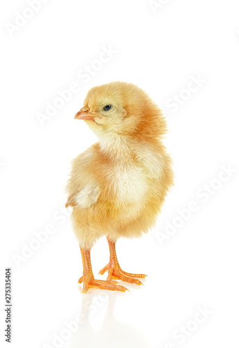 Little yellow chicken isolated on a white background