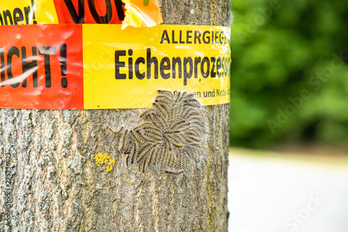 tree with text vorsicht allergiegefahr durch eichenprozessionsspinner Raupen und Nester nicht berühren, in englisch beware of danger of allergy due to the oak procession spinner Do not touch