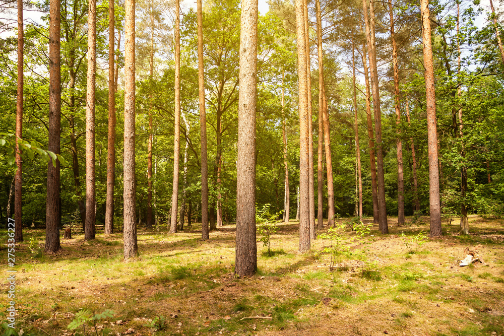 Grüner Wald Grüner Wald