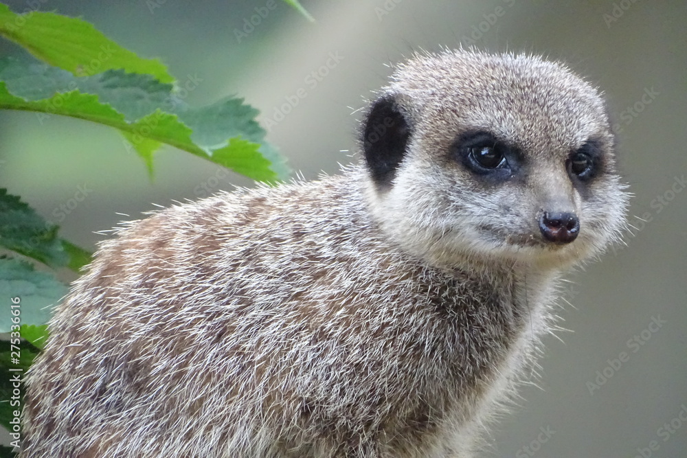 Fototapeta premium Cute meerkat keeping watch at the zoo