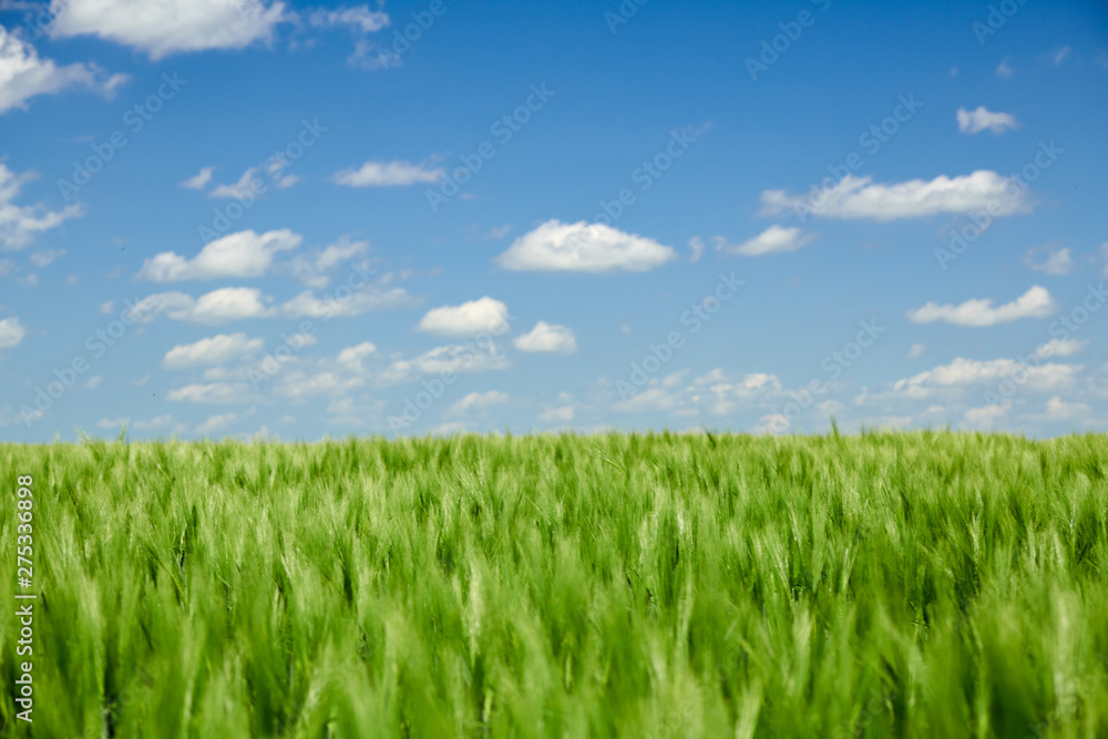 Green wheaten sprouts in the field and cloudy sky. Bright spring landscape. Green wheaten sprouts in the field and cloudy sky. Bright spring landscape.