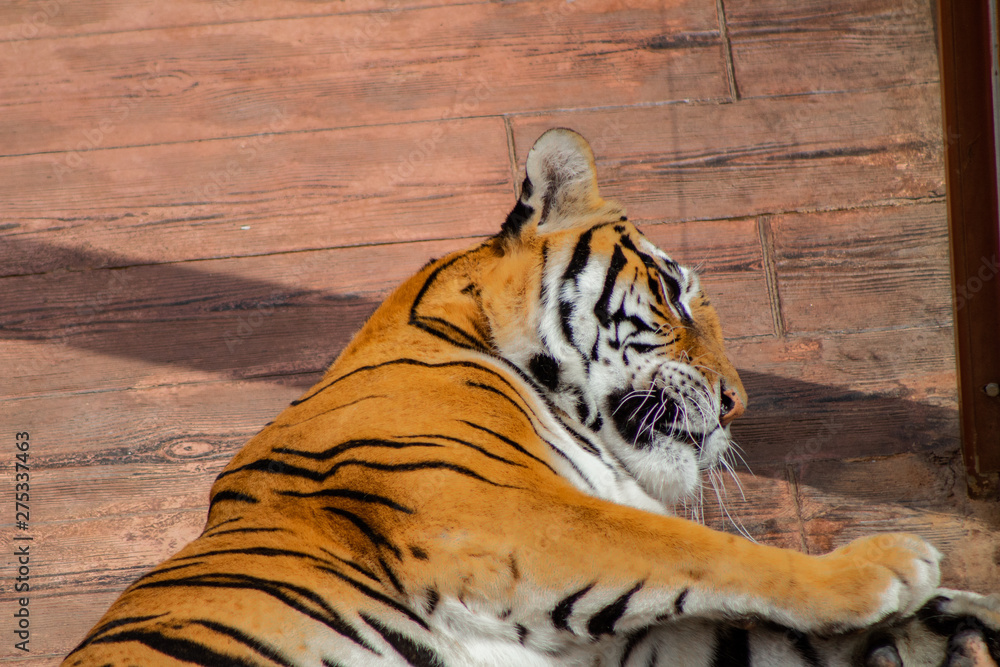 Obraz premium Bengal tiger enjoying the warmth of the morning