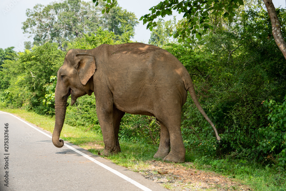 elephant next to the road in Sri Lanka while driving by