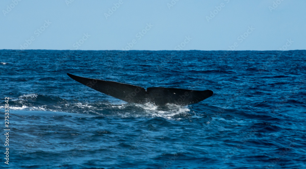 Naklejka premium whale tail in the ocean in Sri Lanka