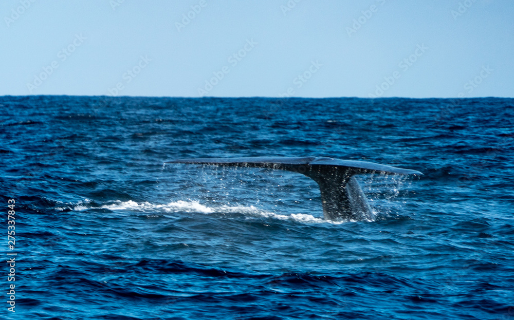 whale in the ocean whale in the ocean