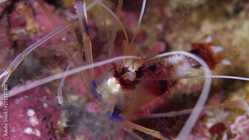 Banded Shrimp feeding on plankton  photo