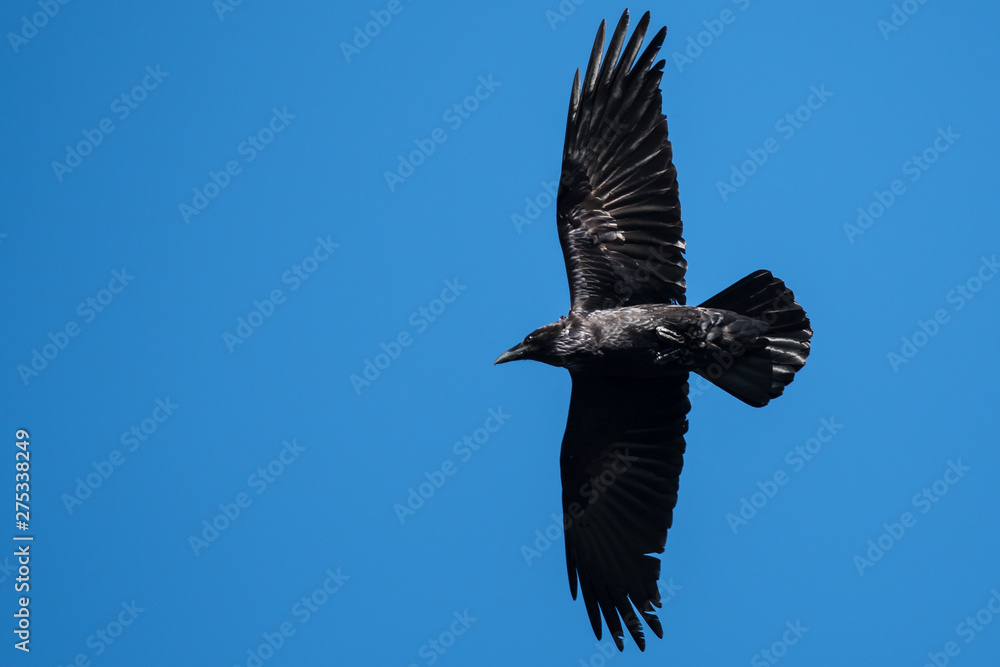 Obraz premium Common Raven Flying in a Blue Sky
