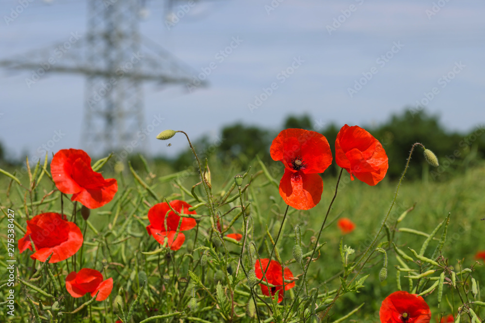 Obraz premium Feld mit Mohnblumen vor Hochspannungs-Freileitung - Stockfoto