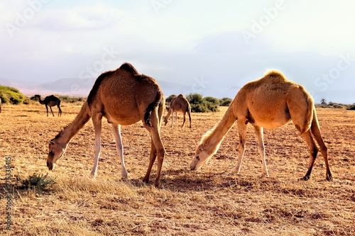 Guelmim oued noun désert Maroc