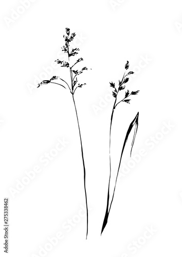 Set of hand drawn weed field herbs. Outline plants painting by ink. Sketch or doodle style vector illustration. Black image on white background.