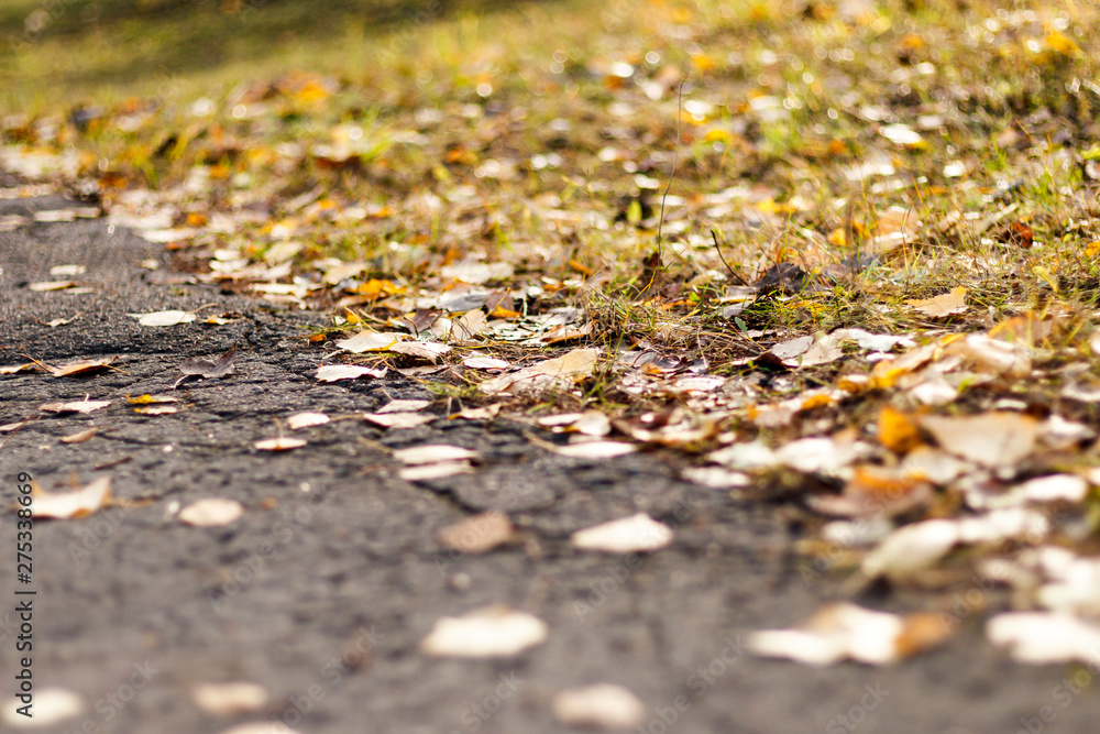 autumn. Yellow birch leaves lies on the grass. daylight. shallow depth of cut. autumn. Yellow birch leaves lies on the grass. daylight. shallow depth of cut.
