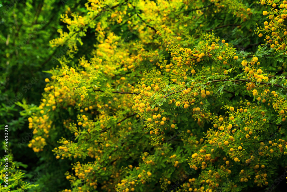 Mimosa tree with yellow flowers in a garden, outdoor