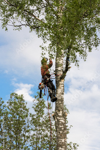 Lowering a large branch on a rope.