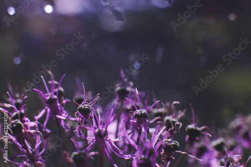 wild onions closeup.  purple flower background. wild leek background.