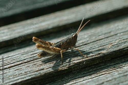 small grasshopper close up, wildlife, macro