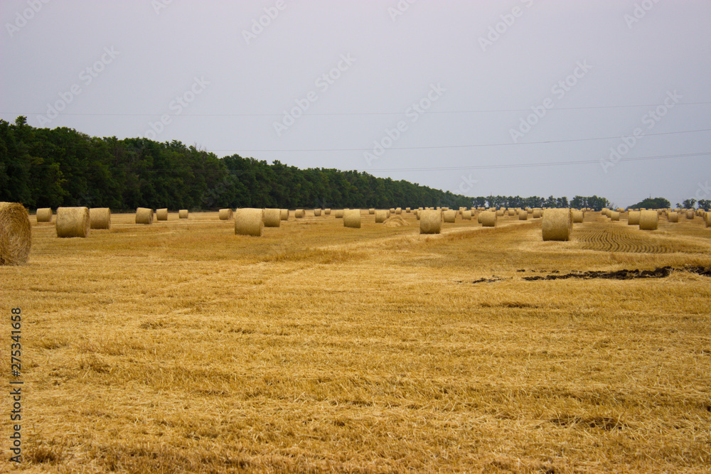 Yellow straw rolls remaining on the field after harvesting wheat against a gray-blue sky and forest belt. End of the grain harvesting season.