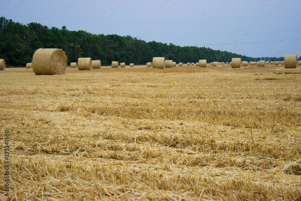Yellow straw rolls remaining on the field after harvesting wheat against a gray-blue sky and forest belt
