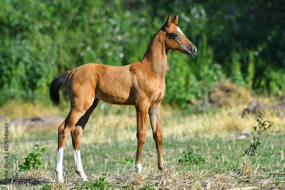 Bay Akhal Teke foal standing in the field alone. Side view. Bay Akhal Teke foal standing in the field alone. Side view.