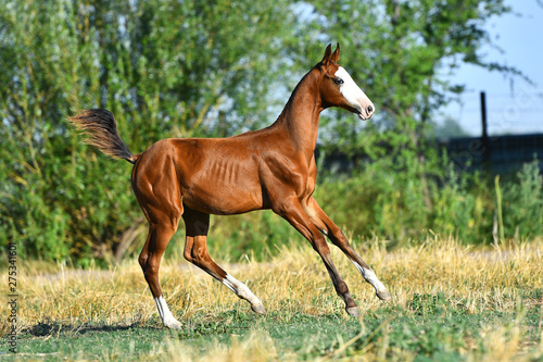 Bay Akhal Teke foal with rare white marking on a head running in the field in summer. In motion, side view.
