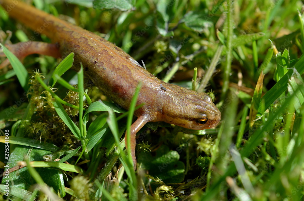 common newt in the grass, close up common newt in the grass, close up