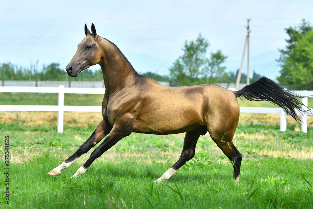 Purebred dark buckskin Akhal Teke stallion running in gallop on the grass in summer. Purebred dark buckskin Akhal Teke stallion running in gallop on the grass in summer.