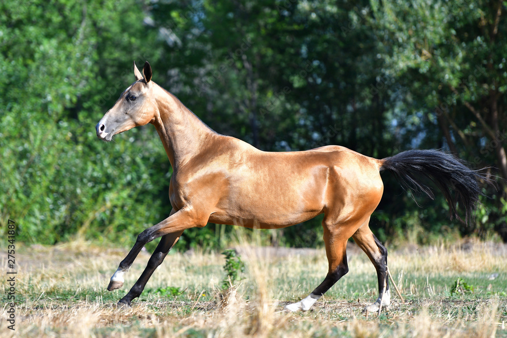 Purebred dark buckskin Akhal Teke stallion running in gallop on the grass in summer. Purebred dark buckskin Akhal Teke stallion running in gallop on the grass in summer.