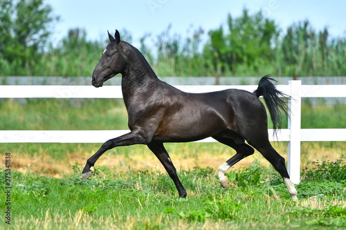 Black Akhal Teke stallion running in trot along white fence in summer paddock.In motion  side view.
