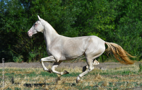 Papier peint Perlino Akhal Teke stallion running in gallop in the field