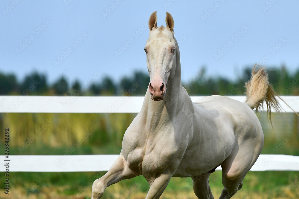 Obraz premium Perlino Akhal Teke stallion running toward camera. Portrait, in motion, front view.