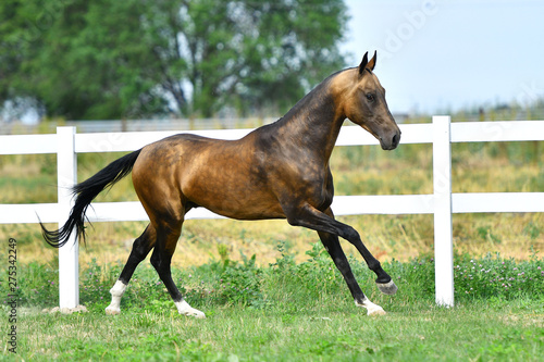 Purebred dark buckskin Akhal Teke stallion running in gallop on the grass in summer.