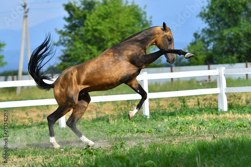Fotografie Young and funny buckskin Akhal Teke stallion playing and rearing in the paddock in summer