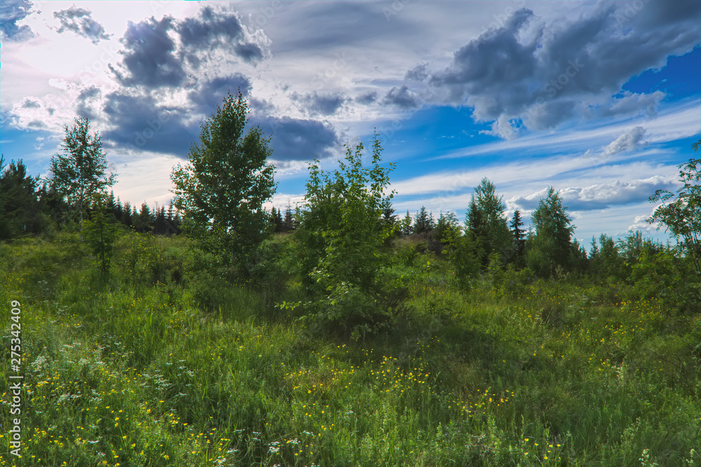 Summer meadow landscape with green grass and wild flowers on the background of a coniferous forest.