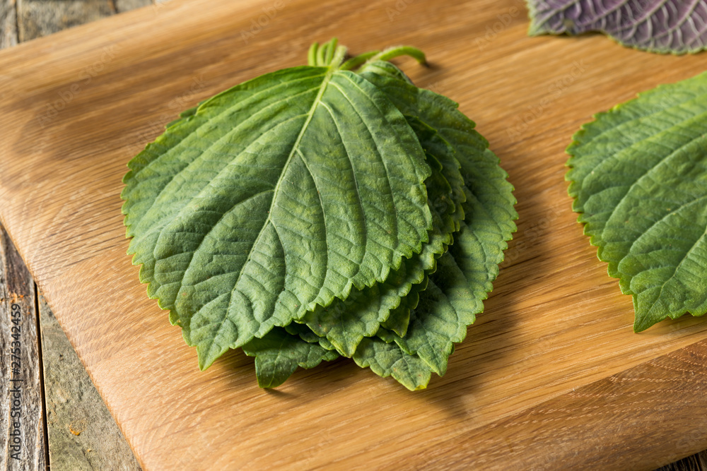 Raw Green Organic Perilla Sesame Leaves Raw Green Organic Perilla Sesame Leaves