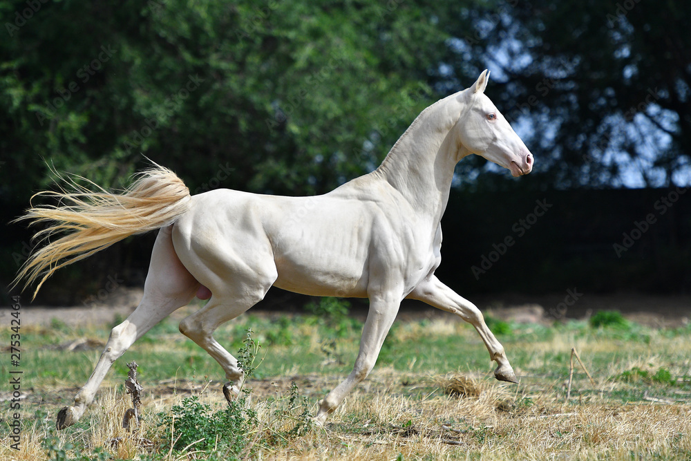 Perlino Akhal Teke stallion running in trot in the field. Side view, in motion,