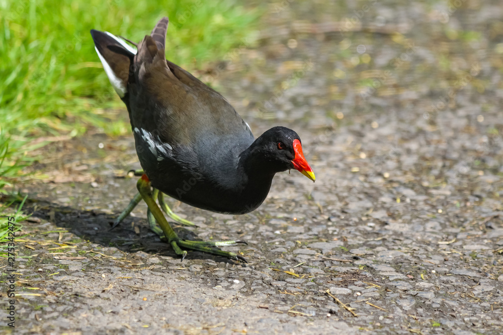 Obraz premium moorhen