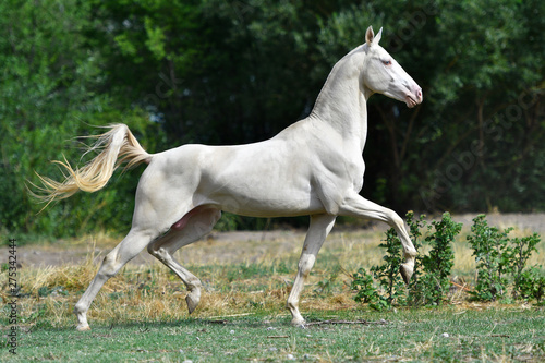Perlino Akhal Teke stallion running in trot in the field. Side view  in motion 