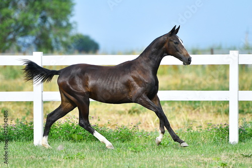 Dark bay Akhal Teke stallion running in fast gallop along white fence in summer paddock.In motion  side view.