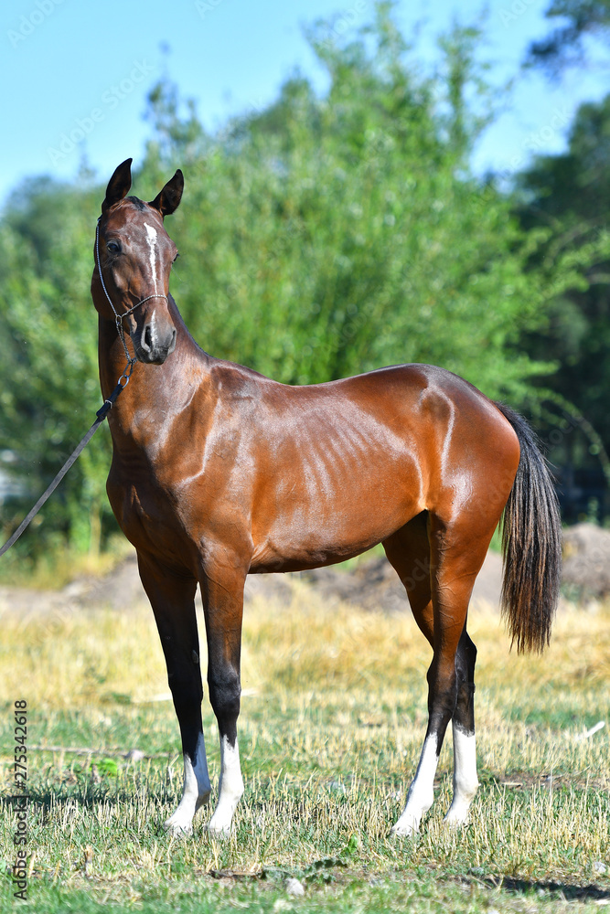Bay Akhal Teke horse standing in show halter and looking into the distance. Bay Akhal Teke horse standing in show halter and looking into the distance.