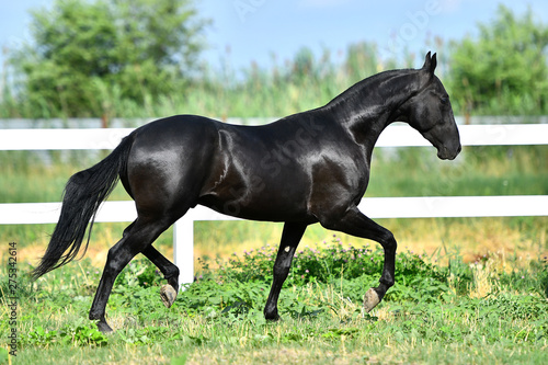 Black Akhal Teke stallion running in trot along white fence in summer paddock.In motion, side view.