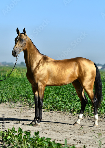 Golden buckskin Akhal Teke stallion with blue eyes standing on the road.