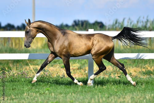 Buckskin Akhal teke stallion running in trot along white fence in summer pasture.