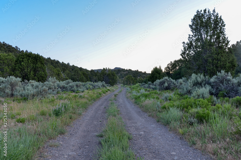dirt road in Long Valley at Fishlake National Forest (Sevier county, Utah, USA)