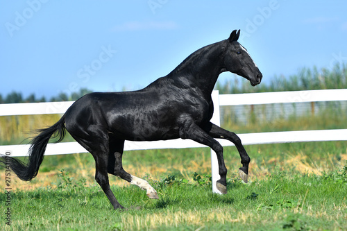 Black Akhal Teke stallion galloping along paddock fence. Side view  in motion.