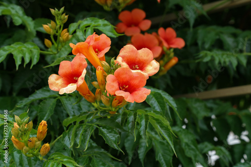 Wallpaper Mural The blossoming tekom - Campsis, against from leaves Torontodigital.ca