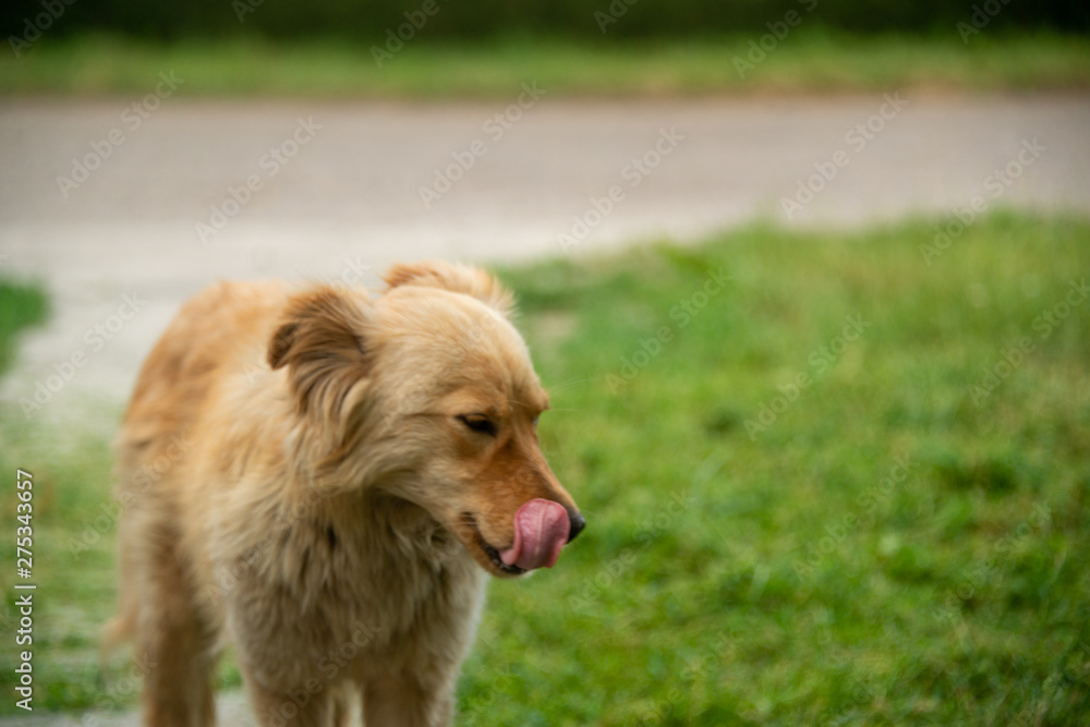 Brown dogs, on the street and in the backyard Brown dogs, on the street and in the backyard