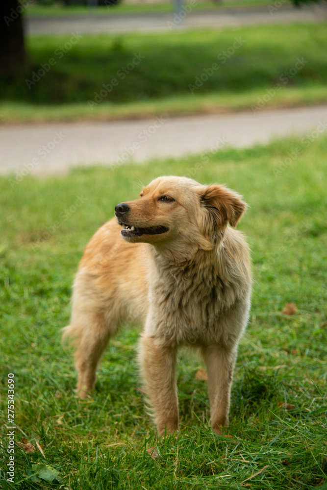 Brown dogs, on the street and in the backyard