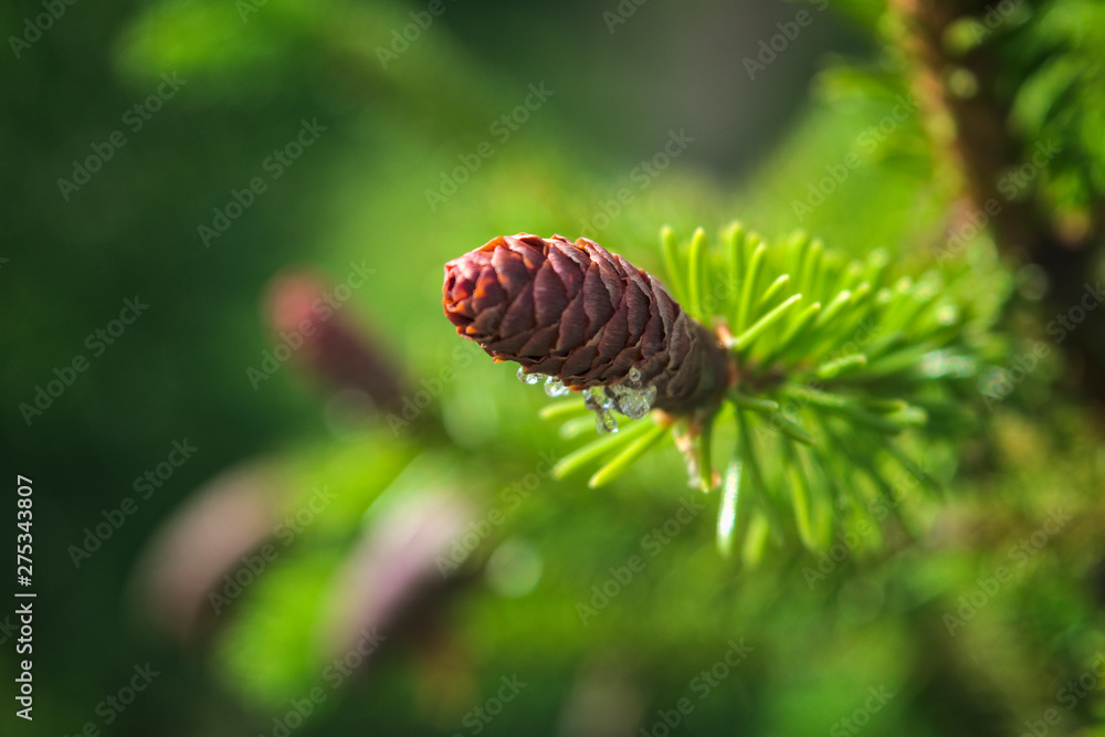 Young spruce shoots with cones on a blurred green background. Young spruce shoots with cones on a blurred green background.