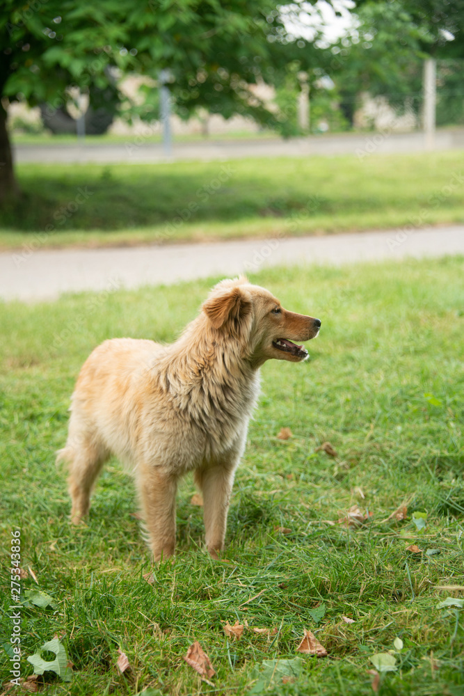 Naklejka premium Brown dogs, on the street and in the backyard