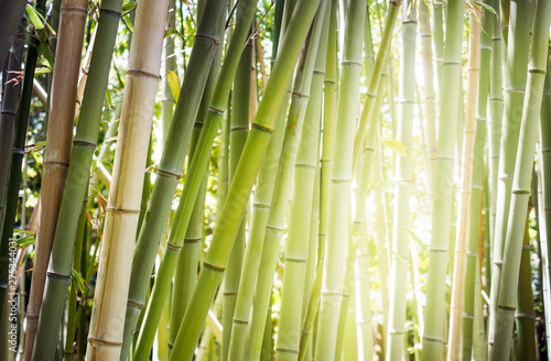 Fototapeta Naklejka Na Ścianę i Meble -  Jungle with green bamboo grove in sun lights